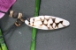 Preview: Muschelkette mit Leopardmuschel-Anhänger, Lederband, 26-40cm