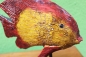 Preview: Dekofigur "Goldfisch" 25cm